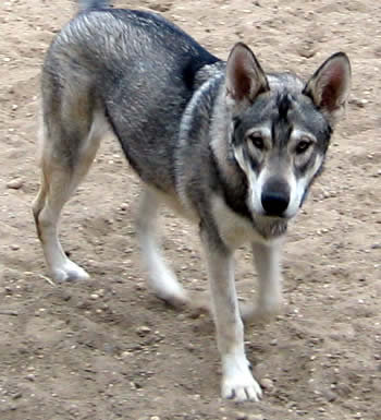 Image description