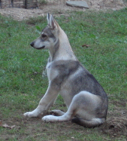 Image description