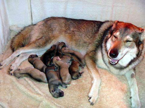 Image description