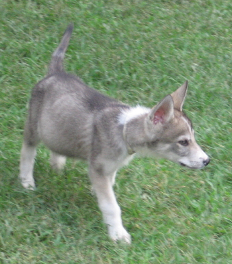 Image description
