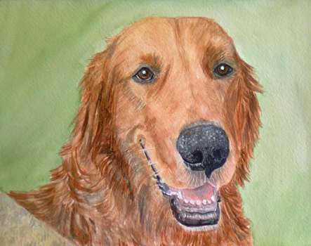Golden Retriever Portrait