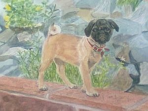 lola the pug gallery of portraits by liz marshall lola the pug gallery of portraits by liz marshall