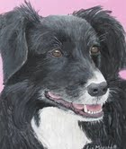 Border Collie Portrait