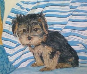Yorkshire Terrier Portrait