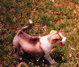 Image description