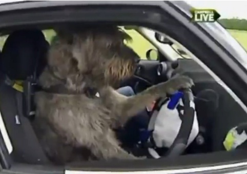 നായകള്‍ക്കൊരു ഡ്രൈവിംഗ് സ്കൂള്‍ 