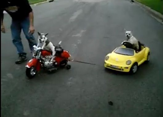 നല്ല ശമരിയക്കാരനായ നായ 