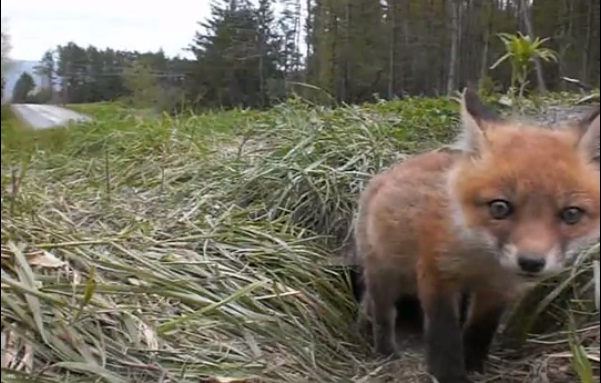 ചെന്നായ്‌ക്കുട്ടി ഉറക്കമുണരുന്നു 