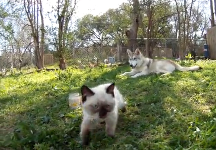 കുറുക്കന്‍ അമ്മ