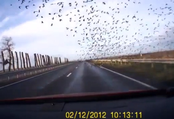 വലിയ പക്ഷിക്കൂട്ടം റോഡിലൂടെ പറക്കുന്നു   ആയിരക്കണക്കിന് പക്ഷികളുടെ ഒരു കൂട്ടം കാറിനുമീതെകൂടി പറന്നു പോകുന്നു 
