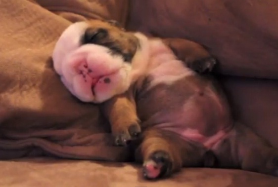 നായക്കുട്ടി സ്വപ്നം കാണുന്നു 