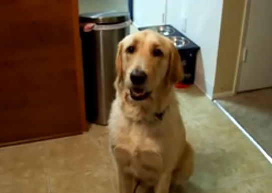 സംഗീതപ്രേമിയായ നായ