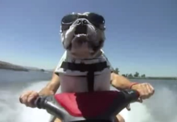 ബുള്‍ഡോഗ് ജലസ്കൂട്ടറില്‍ 