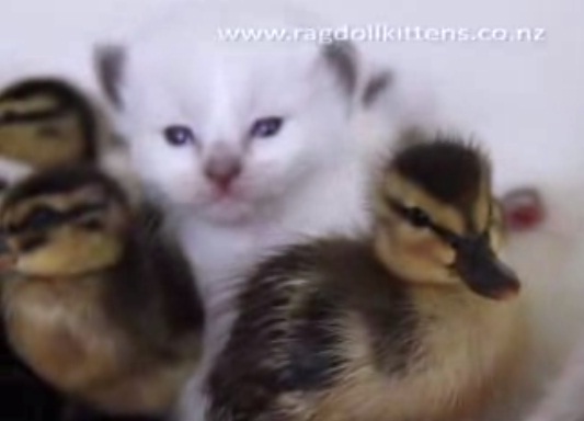 പൂച്ചക്കുഞ്ഞുങ്ങള്‍ താറാവിന്റെ കുഞ്ഞുങ്ങളുമായി കളിക്കുന്നു 