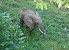 Shimba Hills Safari, Safari from Diani Beach, coastal rainforest safari, sable antelope, forest Elephant