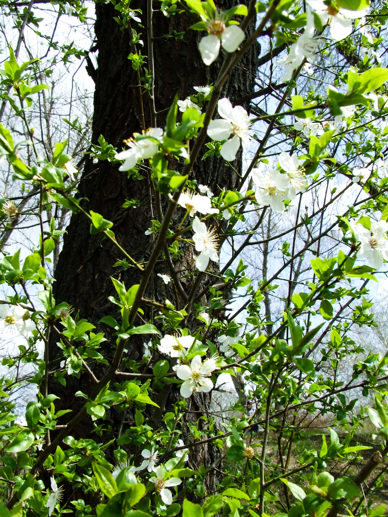 Image description
