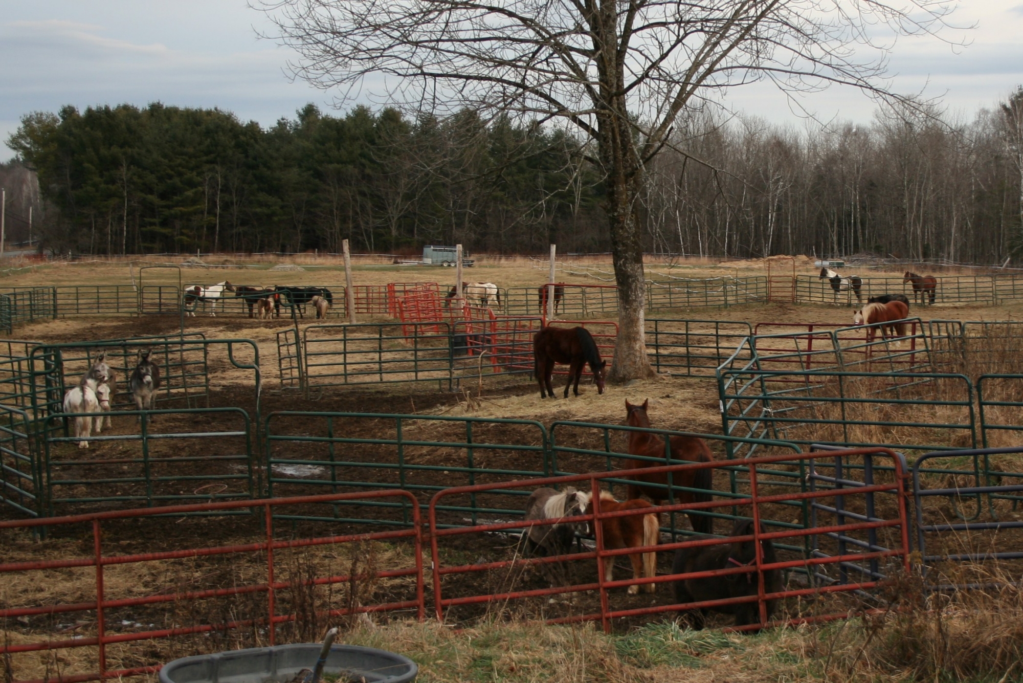 home-www-mainehorserescue
