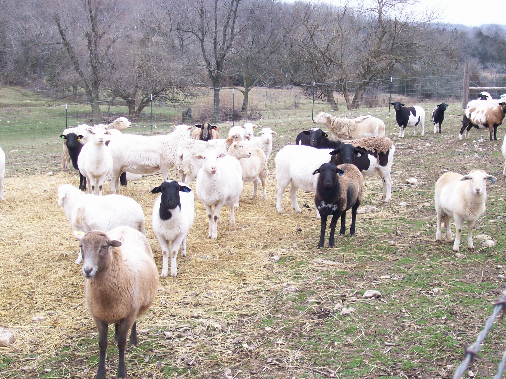 Image description