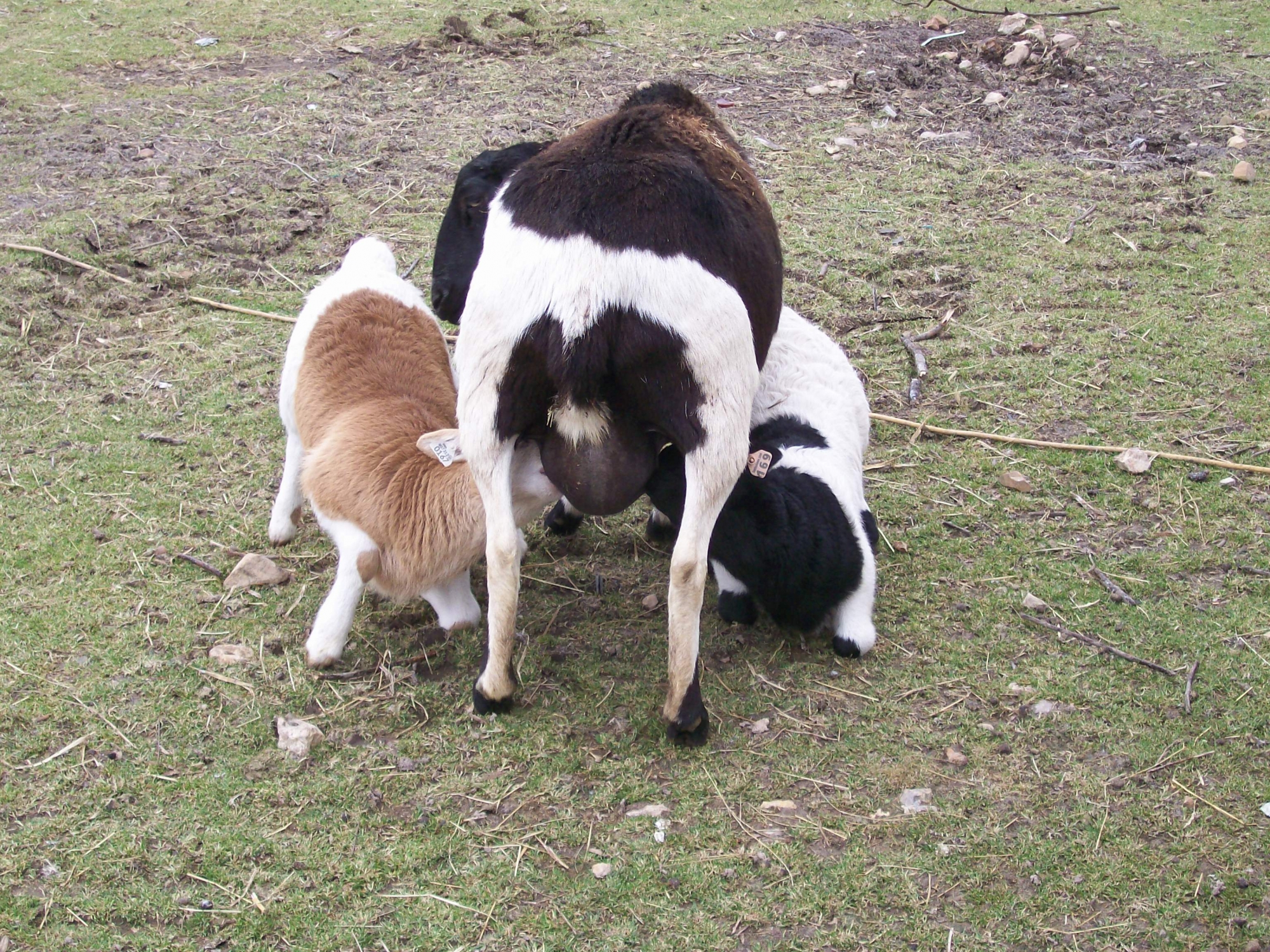 Image description