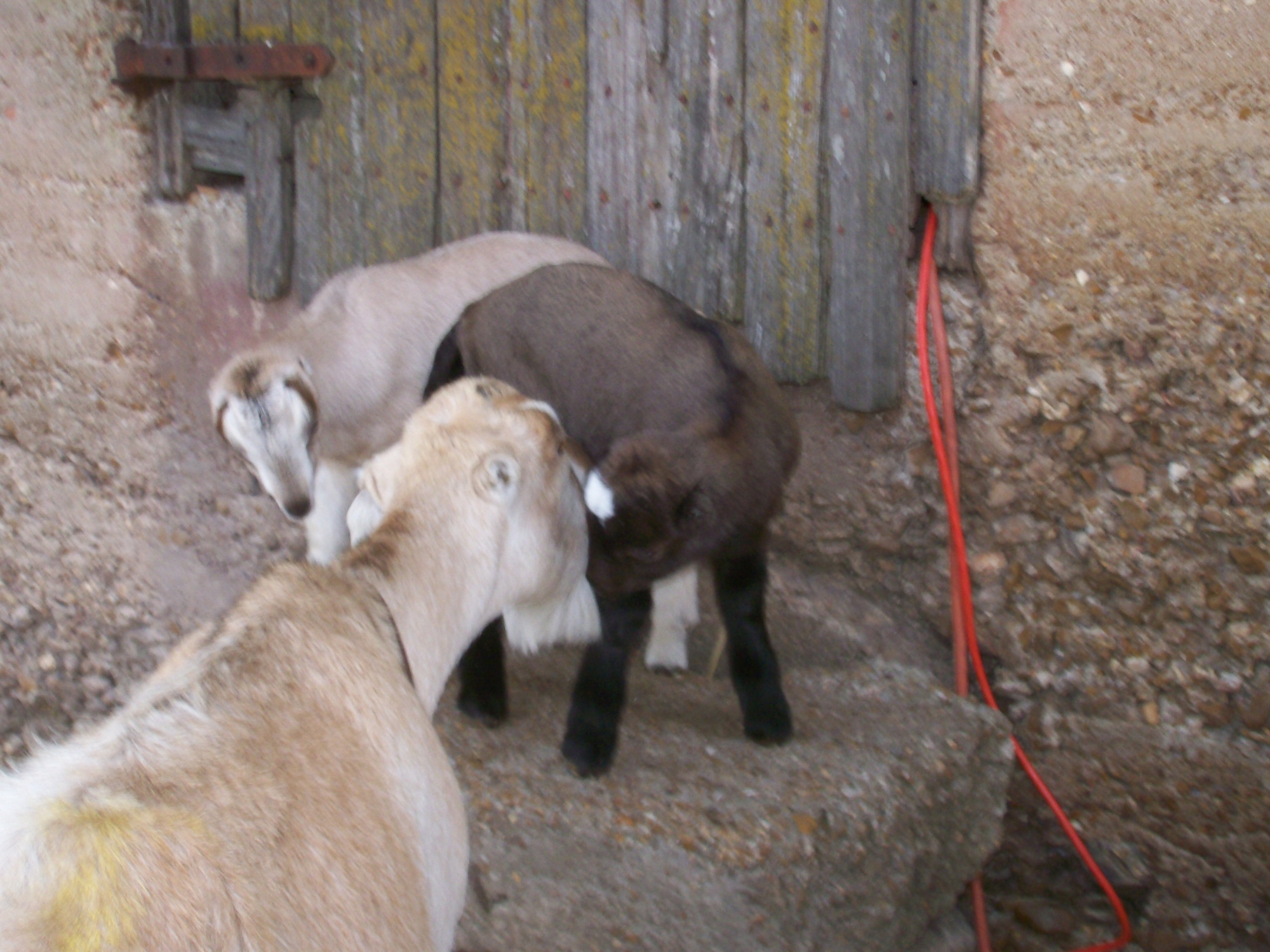 Image description