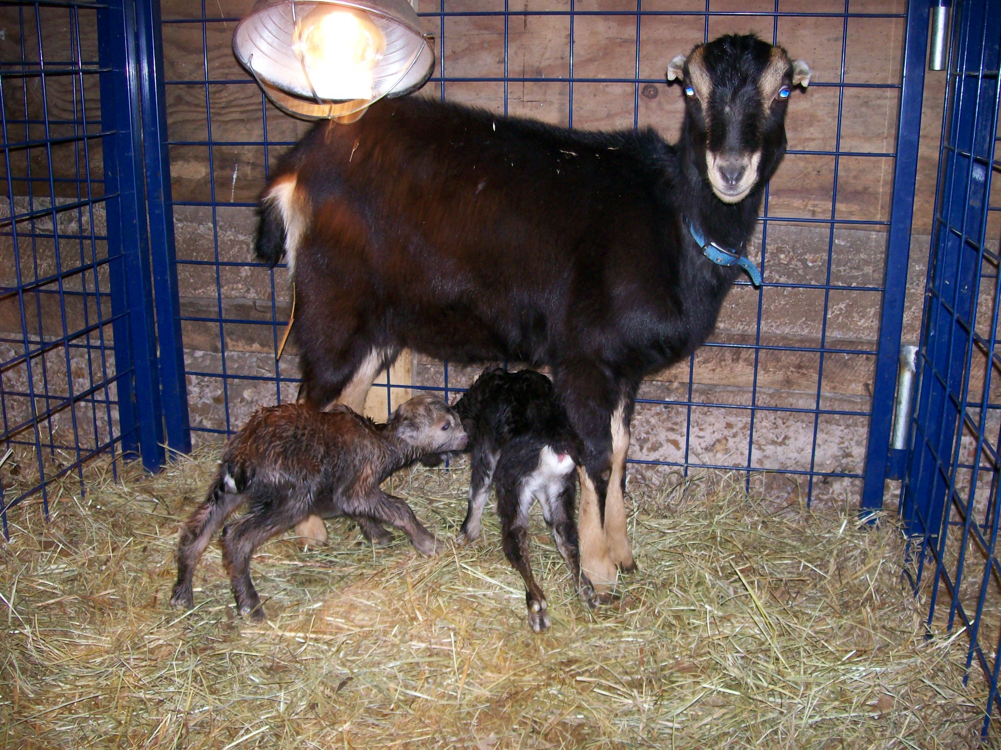 Image description