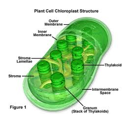 Plant cell Chloroplast Structure