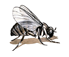 mouche 