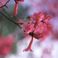 Pau d'arco tree purple flower