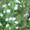 stevia flowers