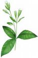 stevia plant