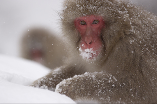 Snow Monkeys Documentary 