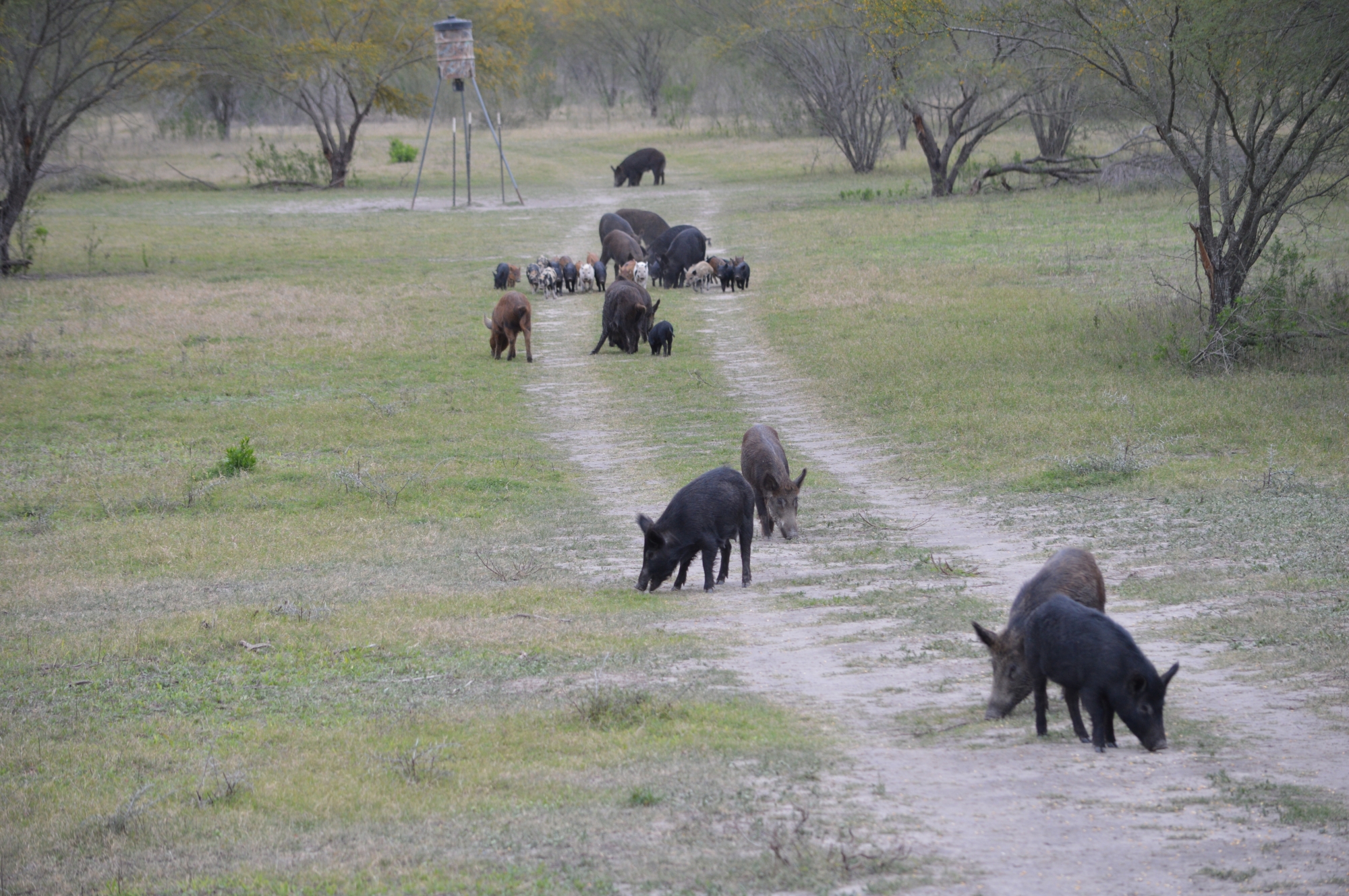 Hog Hunting South Texas hog-hunting-south-texas