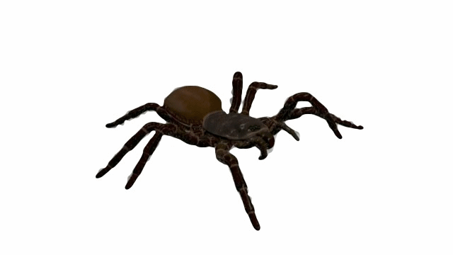 Spider © After Hours Pest Control 2013