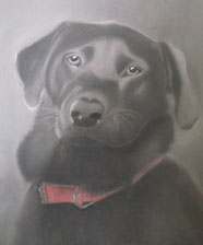 charcoal portrait/drawing of a black Labrador with a red collar