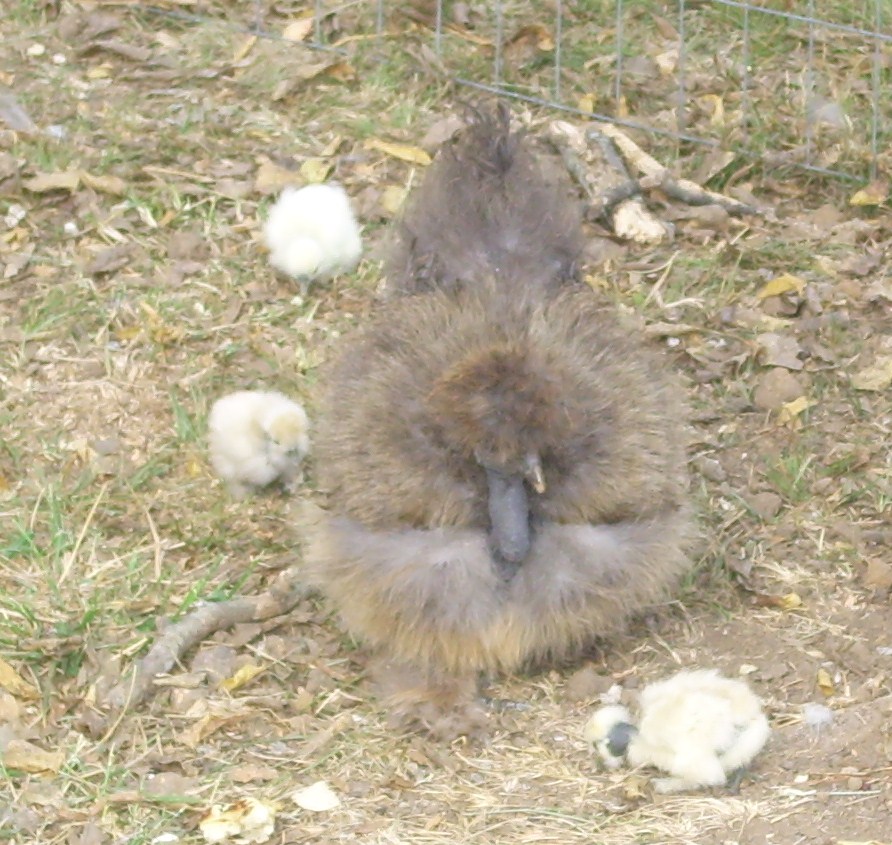 Image description