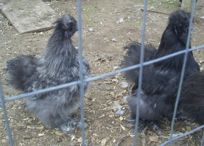 Image description