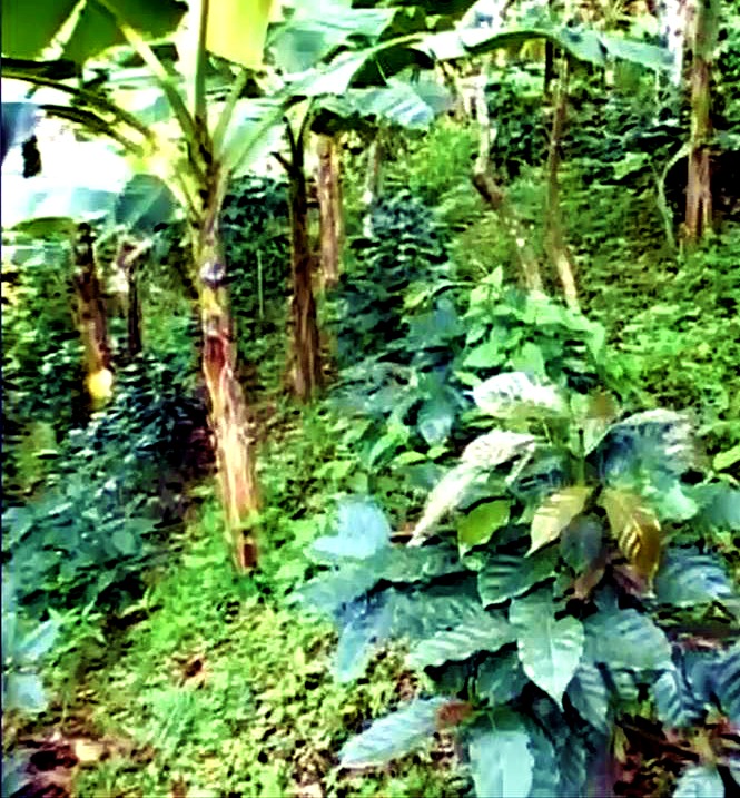 Coffee plants