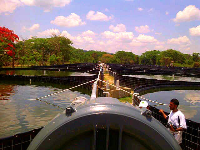 Image description